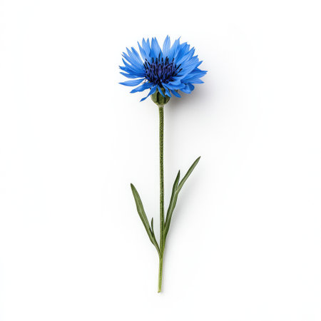 A stunning blue cornflower with delicate petals and a long green stem, ideal for nature-inspired designs, floral arrangements, and artistic photography. Perfect for spring themes.の素材