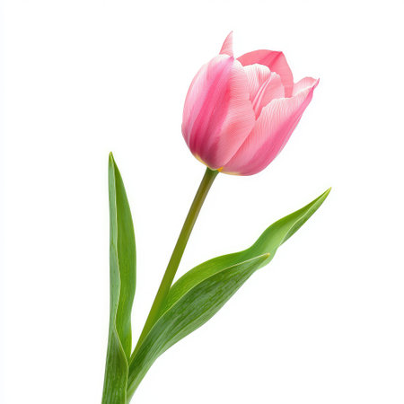 A stunning pink tulip shines elegantly against a bright background, showcasing its delicate petals and lush green leaves, perfect for spring-themed designs or floral displays.の素材