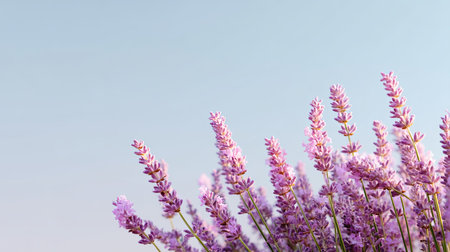 A stunning close-up of lavender flowers in full bloom against a serene blue sky, showcasing the beauty and tranquility of nature in full display.の素材