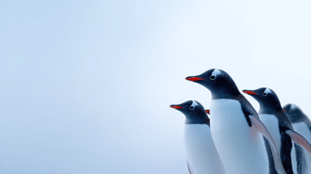 A serene capture of four penguins standing closely together on an icy surface. Their vibrant beaks contrast against the soft blue background, highlighting wildlife harmony.の素材