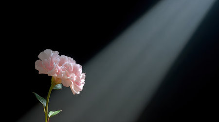 This captivating image features a single pink flower softly illuminated by light against a dark background, evoking feelings of tranquility, beauty, and artistic expression.の素材