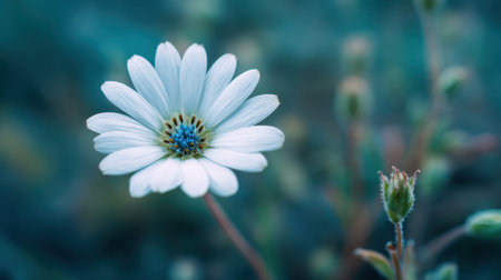 A stunning close-up of a delicate white flower, set against a soft blue background. This image captures nature's beauty, evoking feelings of peace and tranquility.の素材
