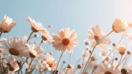 A serene image showcasing soft blooming daisies against a calming blue sky, capturing the delicate beauty of nature in springtime. Ideal for nature themes.の素材