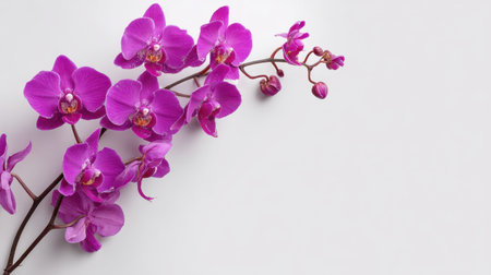 A stunning display of vibrant pink orchid flowers features intricate petals and delicate details, perfect for adding a touch of elegance and beauty to any floral arrangement.の素材