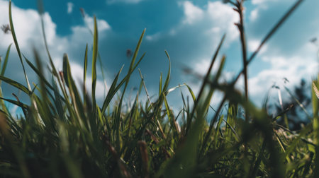 A serene close-up view of lush green grass under a vibrant blue sky adorned with fluffy white clouds, capturing the essence of a peaceful natural environment.の素材