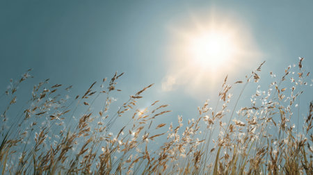 This image showcases a tranquil summer landscape featuring sunlit grass, a bright blue sky, and the warmth of sunlight creating a serene and peaceful atmosphere.の素材