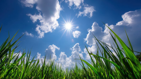 Lush green grass stretches upwards towards a bright sun in a clear blue sky, dotted with fluffy clouds. This vibrant scene captures the essence of tranquility in nature.の素材