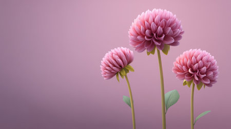 Beautiful pink dahlias stand gracefully against a soft pink backdrop, embodying the elegance of nature and providing a perfect accent for various floral decorations.の素材