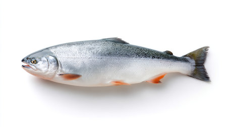 A fresh salmon fish displayed on a clean white surface, showcasing its shiny scales and natural color. Ideal for health-focused culinary projects and seafood enthusiasts.の素材