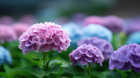 Stunning close-up of hydrangea flowers in lovely pastel shades, showcasing the natural beauty of blossoms in a vibrant garden that invites tranquility and charm.の素材