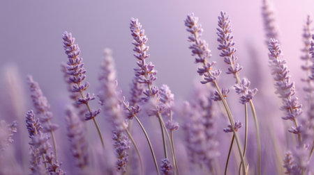 A stunning close-up shot of lavender flowers illuminated by soft light, evoking feelings of tranquility and beauty, perfect for nature lovers and wellness themes.の素材