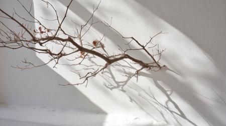 A minimalist depiction of a twisted branch against a light wall, creating captivating shadows and illustrating the beauty of nature in a tranquil setting.の素材
