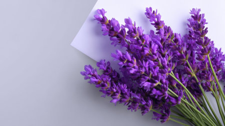 A stunning arrangement of fresh lavender flowers on a soft grey background, evoking tranquility and beauty, perfect for wellness, nature, or floral themes.の素材