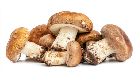 Fresh mushrooms with earthy brown caps, isolated on a white background.の素材