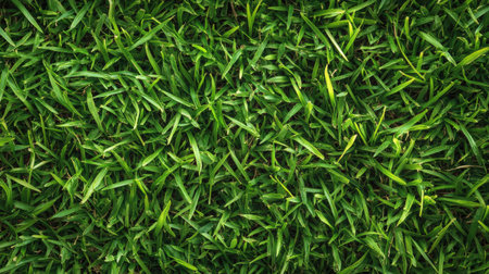 Lush green grass background with even, well-manicured blades, creating a vibrant natural texture.の素材