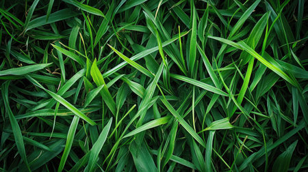 Lush green grass background with even, well-manicured blades, creating a vibrant natural texture.の素材