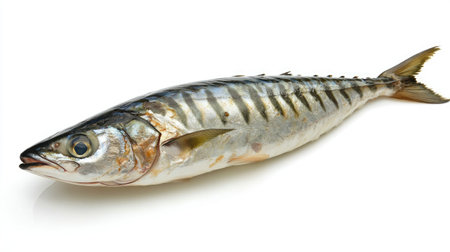 Whole raw mackerel fish, isolated on white background, showcasing its firm texture and silvery skin for traditional seafood preparationsの素材