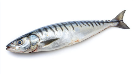 Whole raw mackerel fish, isolated on white background, showcasing its firm texture and silvery skin for traditional seafood preparationsの素材
