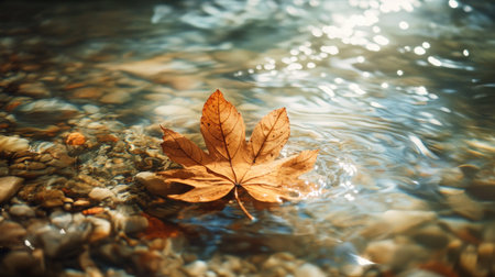 A fallen leaf partially submerged in a clear, shallow stream with water flowing gently around it.の素材