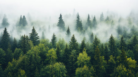 A dense, foggy evergreen forest with towering trees and a blanket of mist, creating a serene, calming atmosphere.の素材