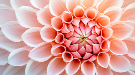 A close-up of a flower in full bloom, symbolizing successful plant breeding in the horticultural industry.の素材