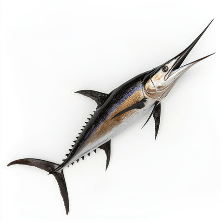 A detailed marlin fish with extended bill and powerful body, isolated on a bright white background.の素材