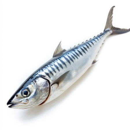 A silver mackerel fish with shiny scales and a sleek body, isolated on a bright white background for a striking effect.の素材