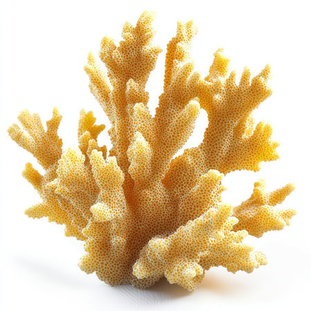 A soft golden-yellow coral with feathery tendrils, fully isolated on a clean white background for high-detail marine visuals.の素材