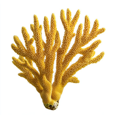 A yellow branching coral with sharp, textured details, isolated on a white background, ideal for marine conservation concepts.の素材