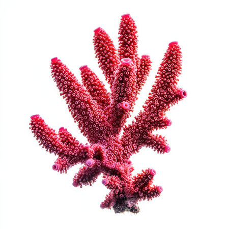 A striking red organ pipe coral with tubular formations, isolated on white, perfect for marine biology and ecosystem conservation visuals.の素材
