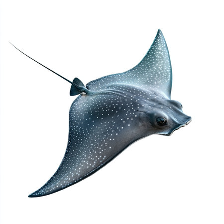 A stingray with a slightly raised wing, appearing dynamic and in motion, isolated on a white background.の素材