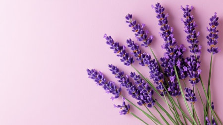 Calm pastel gradient of soft lavender and light pink, offering a gentle background with ample space for graphics and text.の素材