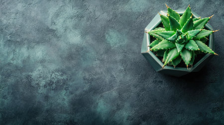 Flatlay of a cactus plant in a geometric pot on a stone surface, offering ample space for text.の素材