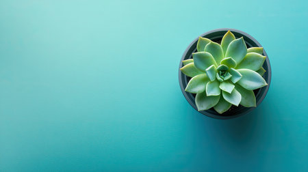 Flatlay of a single succulent in a small round pot, with plenty of space for branding or copy.の素材