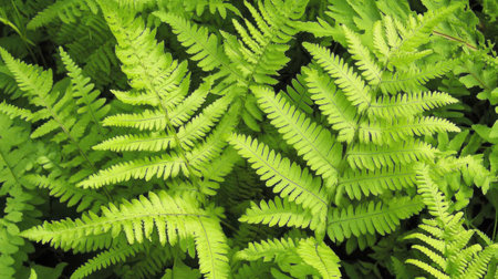 A close-up of a vibrant green fern leaf, symbolizing growth, renewal, and the positive energy of nature.の素材