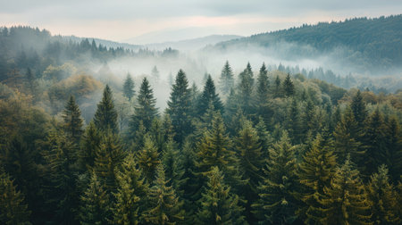 Elevated drone view showing a vast expanse of mountain forest stretching to the horizonの素材