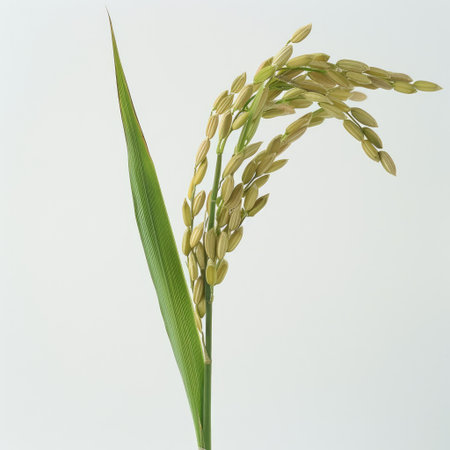 Detailed close-up of a rice ear and leaf, sharply isolated on whiteの素材