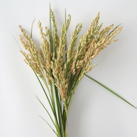 Isolated paddy rice ears on a white backdrop, showing intricate texturesの素材