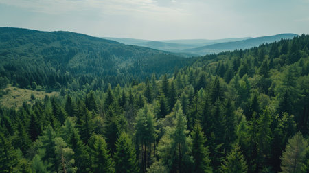 Elevated drone view showing a vast expanse of mountain forest stretching to the horizonの素材