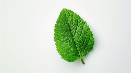 Vibrant green mint leaf isolated on a white background, perfect for culinary and tea conceptsの素材