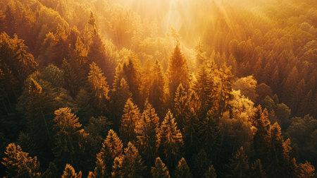 Aerial view of a mountain forest bathed in golden sunlight, captured by a high-flying droneの素材