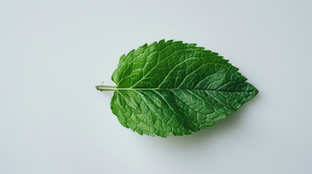 Green mint leaf isolated on a white background, symbolizing freshness and natural flavorの素材