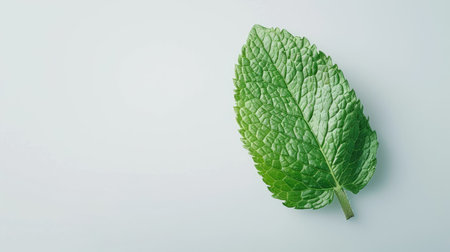 Fresh green mint leaf with soft lighting isolated on white, ideal for natural remedy adsの素材