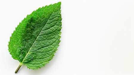 Vibrant mint leaf isolated on a clean white background, perfect for botanical illustrationsの素材