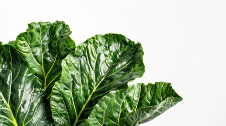 Close-up of lush palm kale leaves isolated on a bright white background, perfect for organic product visualsの素材