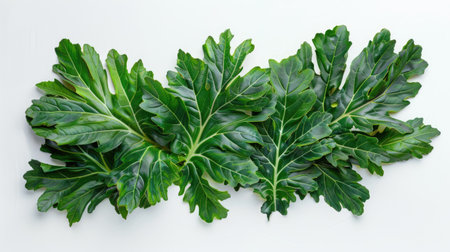 Top view of tropical palm kale foliage isolated on a bright white surface for a botanical conceptの素材