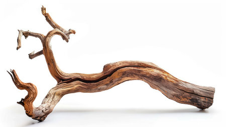 Twisted driftwood branch isolated on white, highlighting its organic texturesの素材