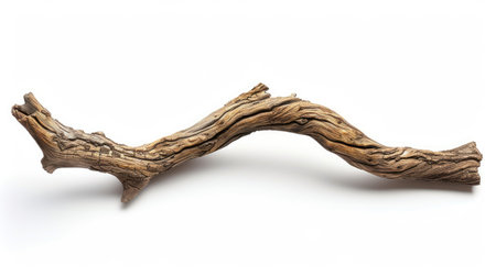 Twisted driftwood branch isolated on white, highlighting its organic texturesの素材