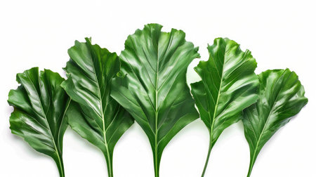 Artistic arrangement of palm kale leaves isolated on a pure white background, perfect for design projectsの素材