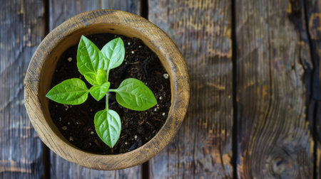 Top-down perspective of a vibrant sunflower seedling in a wooden bowl, showcasing its freshness under natural light on woodの素材